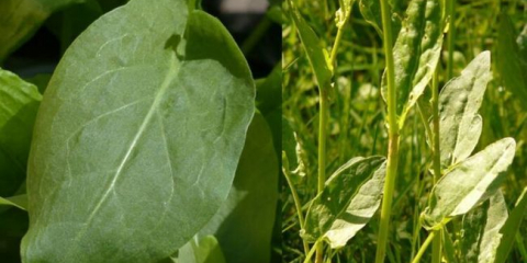 Kdy zasadit šťovík na otevřeném terénu se semeny na jaře 2022